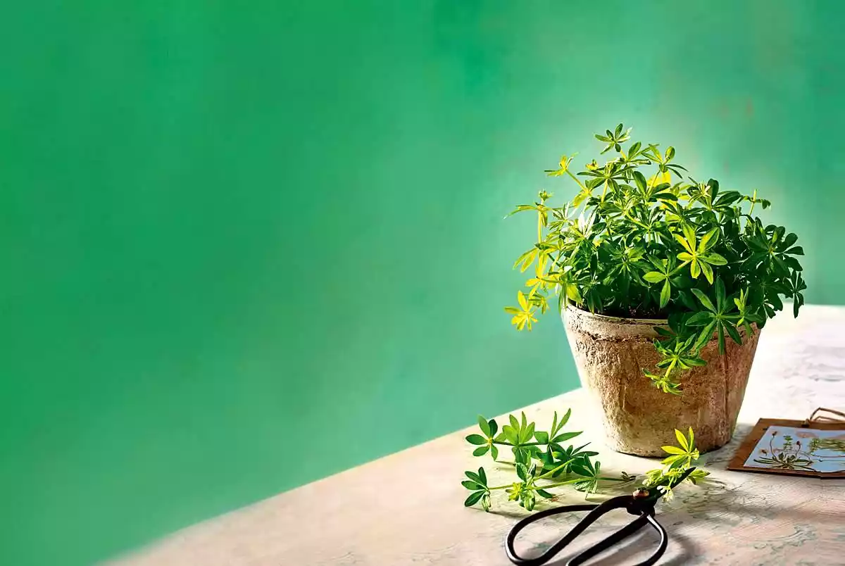 Basic recipe for woodruff syrup